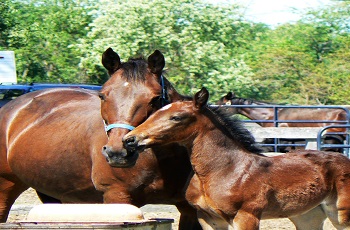 mare and foal